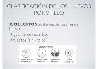 CLASIFICACIÓN DE LOS HUEVOS
POR VITELO
• ISOLECITOS: sustancia

huevo
✴Igualmente repartido
✴Alecitos (sin vitelo)

de reserva del

 