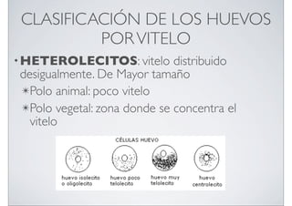CLASIFICACIÓN DE LOS HUEVOS
POR VITELO
• HETEROLECITOS: vitelo

distribuido
desigualmente. De Mayor tamaño
✴Polo animal: poco vitelo
✴Polo vegetal: zona donde se concentra el
vitelo

 