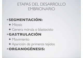 ETAPAS DEL DESARROLLO
EMBRIONARIO
✴SEGMENTACIÓN:

Mitosis
✦ Genera mórula o blastocisto
✴GASTRULACIÓN
✦ Movimiento
✦ Aparición de primeros tejidos
✴ORGANOGÉNESIS:
✦

 