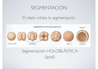 SEGMENTACIÓN
El vitelo inhibe la segmentación

Segmentación HOLOBLÁSTICA
(igual)

 