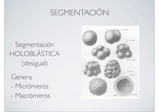 SEGMENTACIÓN

Segmentación
HOLOBLÁSTICA
(desigual)
Genera
- Micrómeros
- Macrómeros

 