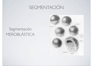 SEGMENTACIÓN

Segmentación
MEROBLÁSTICA

 