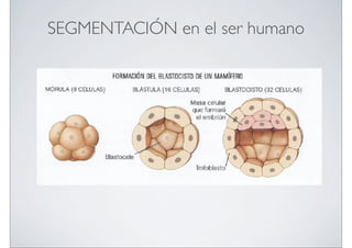 SEGMENTACIÓN en el ser humano

 