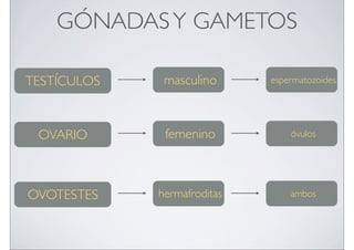 GÓNADAS Y GAMETOS
TESTÍCULOS

masculino

espermatozoides

OVARIO

femenino

óvulos

OVOTESTES

hermafroditas

ambos

 