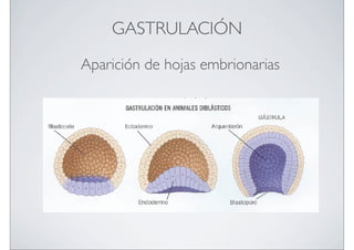 GASTRULACIÓN
Aparición de hojas embrionarias

 