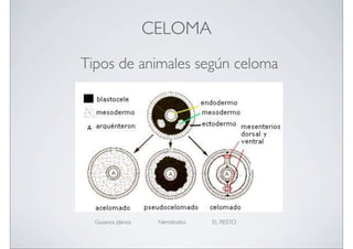 CELOMA
Tipos de animales según celoma

Gusanos planos

Nemátodos

EL RESTO

 