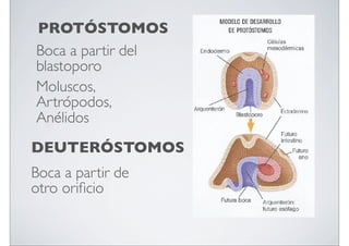 PROTÓSTOMOS
Boca a partir del
blastoporo
Moluscos,
Artrópodos,
Anélidos
DEUTERÓSTOMOS
Boca a partir de
otro oriﬁcio

 