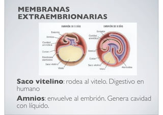 MEMBRANAS
EXTRAEMBRIONARIAS

Saco vitelino: rodea al vitelo. Digestivo en
humano
Amnios: envuelve al embrión. Genera cavidad
con líquido.

 