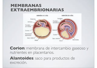 MEMBRANAS
EXTRAEMBRIONARIAS

Corion: membrana de intercambio gaseoso y
nutrientes en placentarios.
Alantoides: saco para productos de
excreción.

 