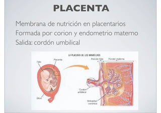 PLACENTA
Membrana de nutrición en placentarios
Formada por corion y endometrio materno
Salida: cordón umbilical

 