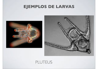 EJEMPLOS DE LARVAS

PLUTEUS

 