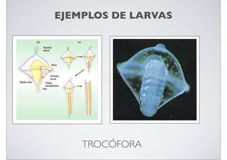 EJEMPLOS DE LARVAS

TROCÓFORA

 