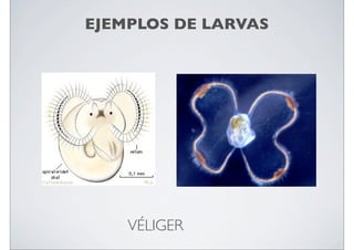 EJEMPLOS DE LARVAS

VÉLIGER

 
