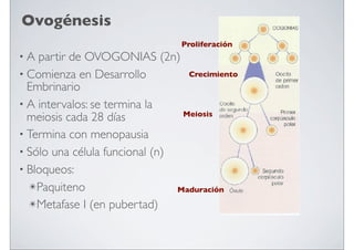 Ovogénesis
Proliferación

•A

partir de OVOGONIAS (2n)
Crecimiento
• Comienza en Desarrollo
Embrinario
• A intervalos: se termina la
Meiosis
meiosis cada 28 días
• Termina con menopausia
• Sólo una célula funcional (n)
• Bloqueos:
✴Paquiteno
Maduración
✴Metafase I (en pubertad)

 