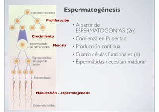 Espermatogénesis
Proliferación

Crecimiento
Meiosis

•A

partir de
ESPERMATOGONIAS (2n)
• Comienza en Pubertad
• Producción continua
• Cuatro células funcionales (n)
• Espermátidas necesitan madurar

Maduración - espermiogénesis

 