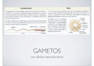 GAMETOS
Las células reproductoras

 