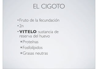 EL CIGOTO
• Fruto

de la fecundación

• 2n
• VITELO: sustancia

reserva del huevo
✴Proteínas
✴Fosfolípidos
✴Grasas neutras

de

 
