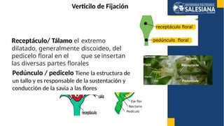 Vertificilo reproduccion sexual en plantas, organos y estructuras | PPTX