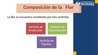 Vertificilo reproduccion sexual en plantas, organos y estructuras | PPTX
