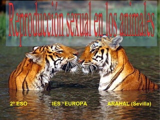 2º ESO  IES “EUROPA  ARAHAL (Sevilla) Reproducción sexual en los animales  