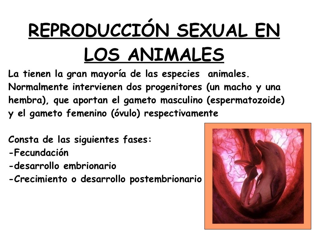 Reproduccion Sexual En Animales