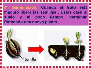 4° Germinación. Cuando el fruto está
maduro libera las semillas . Estas caen al
suelo y al poco tiempo, germinan
formando una nueva planta.
 