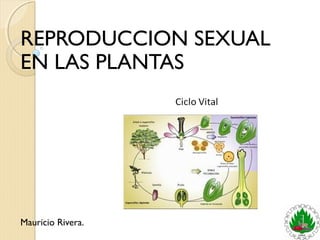 REPRODUCCION SEXUAL 
EN LAS PLANTAS 
Mauricio Rivera. 
 
