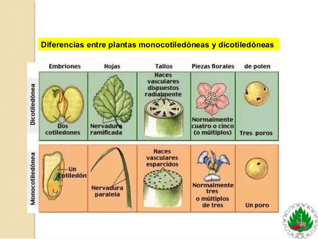 Reproduccion sexual en plantas.