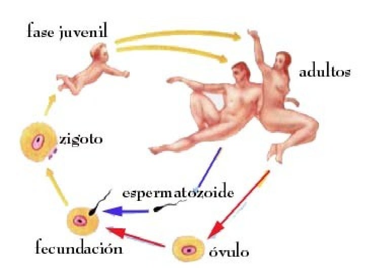 Resultado de imagen para reproduccion sexual