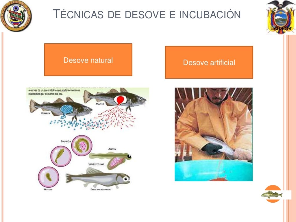 Reproduccion tilapias