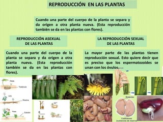 REPRODUCCIÓN EN LAS PLANTAS

               Cuando una parte del cuerpo de la planta se separa y
               da origen a otra planta nueva. (Esta reproducción
               también se da en las plantas con flores).

     REPRODUCCIÓN ASEXUAL                        LA REPRODUCCIÓN SEXUAL
         DE LAS PLANTAS                               DE LAS PLANTAS

Cuando una parte del cuerpo de la         La mayor parte de las plantas tienen
planta se separa y da origen a otra       reproducción sexual. Esto quiere decir que
planta nueva. (Esta reproducción          es preciso que los espermatozoides se
también se da en las plantas con          unan con los óvulos.
flores).
 