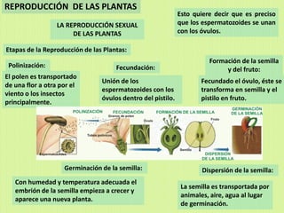 REPRODUCCIÓN DE LAS PLANTAS
                                                             Esto quiere decir que es preciso
                  LA REPRODUCCIÓN SEXUAL                     que los espermatozoides se unan
                       DE LAS PLANTAS                        con los óvulos.

Etapas de la Reproducción de las Plantas:
                                                                       Formación de la semilla
 Polinización:                       Fecundación:                           y del fruto:
El polen es transportado
                                Unión de los                        Fecundado el óvulo, éste se
de una flor a otra por el
                                espermatozoides con los             transforma en semilla y el
viento o los insectos
                                óvulos dentro del pistilo.          pistilo en fruto.
principalmente.




                    Germinación de la semilla:                       Dispersión de la semilla:
   Con humedad y temperatura adecuada el
                                                              La semilla es transportada por
   embrión de la semilla empieza a crecer y
                                                              animales, aire, agua al lugar
   aparece una nueva planta.
                                                              de germinación.
 