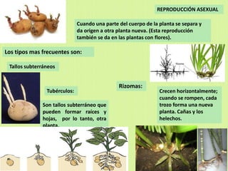 REPRODUCCIÓN ASEXUAL

                              Cuando una parte del cuerpo de la planta se separa y
                              da origen a otra planta nueva. (Esta reproducción
                              también se da en las plantas con flores).

Los tipos mas frecuentes son:

 Tallos subterráneos


                                               Rizomas:
                Tubérculos:                                     Crecen horizontalmente;
                                                                cuando se rompen, cada
              Son tallos subterráneo que                        trozo forma una nueva
              pueden formar raíces y                            planta. Cañas y los
              hojas, por lo tanto, otra                         helechos.
              planta.
 
