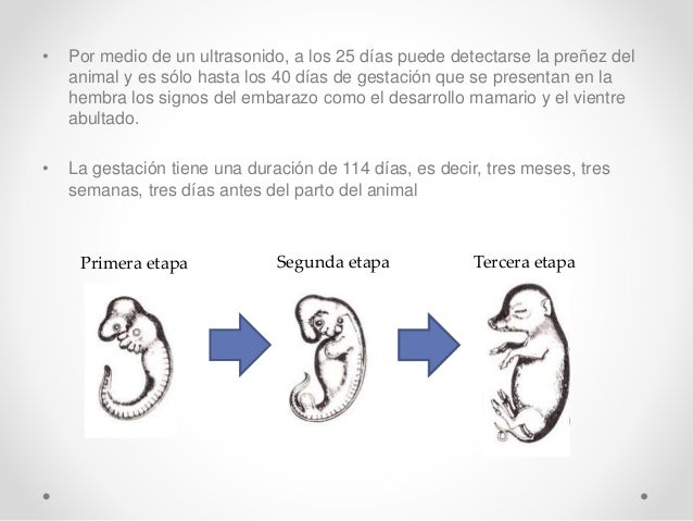 Reproduccion y desarrollo embrionario de los cerdos