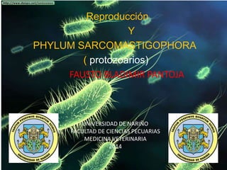 Reproducción 
Y 
PHYLUM SARCOMASTIGOPHORA 
( protozoarios) 
FAUSTO BLADIMIR PANTOJA 
UNIVERSIDAD DE NARIÑO 
FACULTAD DE CIENCIAS PECUARIAS 
MEDICINA VETERINARIA 
2014 
 