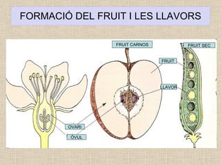 FORMACIÓ DEL FRUIT I LES LLAVORS OVARI ÒVUL FRUIT CARNOS FRUIT LLAVOR FRUIT SEC 