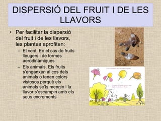 DISPERSIÓ DEL FRUIT I DE LES LLAVORS Per facilitar la dispersió del fruit i de les llavors, les plantes aprofiten: El vent. En el cas de fruits lleugers i de formes aerodinàmiques Els animals. Els fruits s’enganxen al cos dels animals o tenen colors vistosos perquè els animals se’ls mengin i la llavor s’escampin amb els seus excrements 