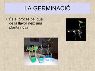 LA GERMINACIÓ És el procés pel qual de la llavor neix una planta nova 