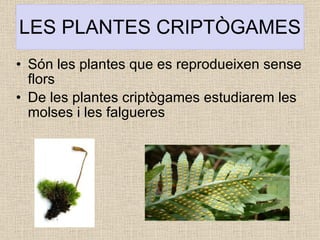 LES PLANTES CRIPTÒGAMES Són les plantes que es reprodueixen sense flors De les plantes criptògames estudiarem les molses i les falgueres 