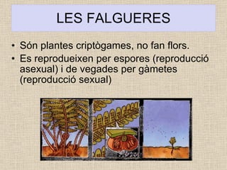 LES FALGUERES Són plantes criptògames, no fan flors. Es reprodueixen per espores (reproducció asexual) i de vegades per gàmetes (reproducció sexual) 
