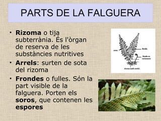 PARTS DE LA FALGUERA Rizoma  o tija subterrània. És l'òrgan de reserva de les substàncies nutritives Arrels : surten de sota del rizoma Frondes  o fulles. Són la part visible de la falguera. Porten els  soros , que contenen les  espores 
