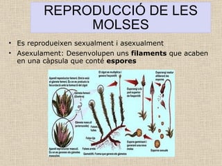 REPRODUCCIÓ DE LES MOLSES Es reprodueixen sexualment i asexualment Asexulament: Desenvolupen uns  filaments  que acaben en una càpsula que conté  espores 