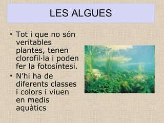 LES ALGUES Tot i que no són veritables plantes, tenen clorofil·la i poden fer la fotosíntesi. N’hi ha de diferents classes i colors i viuen en medis aquàtics  
