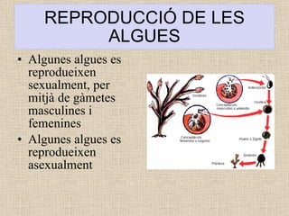 REPRODUCCIÓ DE LES ALGUES Algunes algues es reprodueixen sexualment, per mitjà de gàmetes masculines i femenines Algunes algues es reprodueixen asexualment 