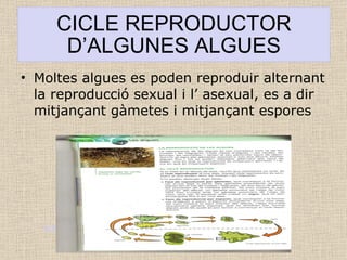 CICLE REPRODUCTOR D’ALGUNES ALGUES Moltes algues es poden reproduir alternant la reproducció sexual i l’ asexual, es a dir mitjançant gàmetes i mitjançant espores ..\..\Pictures\img036.jpg ..\..\Pictures\img036.jpg 