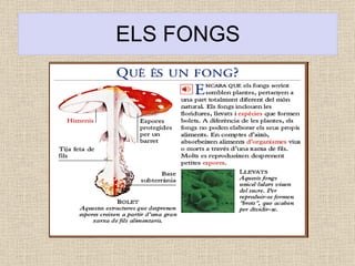ELS FONGS 
