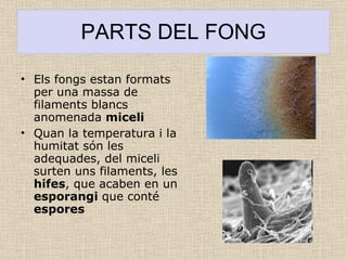 PARTS DEL FONG Els fongs estan formats per una massa de filaments blancs anomenada  miceli Quan la temperatura i la humitat són les adequades, del miceli surten uns filaments, les  hifes , que acaben en un  esporangi  que conté  espores 