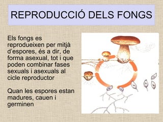 REPRODUCCIÓ DELS FONGS Els fongs es reprodueixen per mitjà d’espores, és a dir, de forma asexual, tot i que poden combinar fases sexuals i asexuals al cicle reproductor Quan les espores estan madures, cauen i germinen 