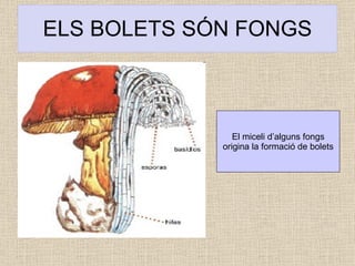 ELS BOLETS SÓN FONGS El miceli d’alguns fongs origina la formació de bolets  