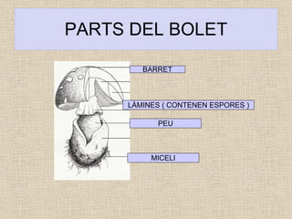PARTS DEL BOLET BARRET LÀMINES ( CONTENEN ESPORES ) PEU MICELI 